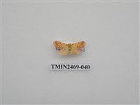 藏品(梯紋豔苔蛾)的圖片